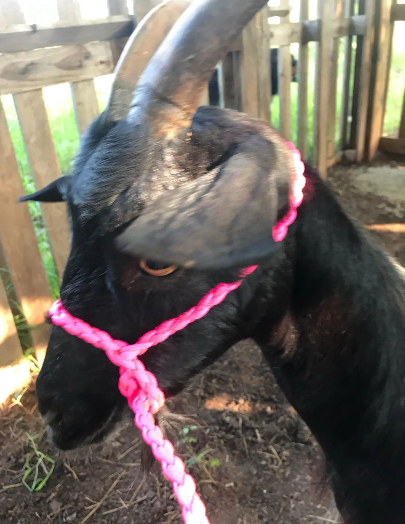 goat adjustable halter and lead, sheep, alpaca, etc