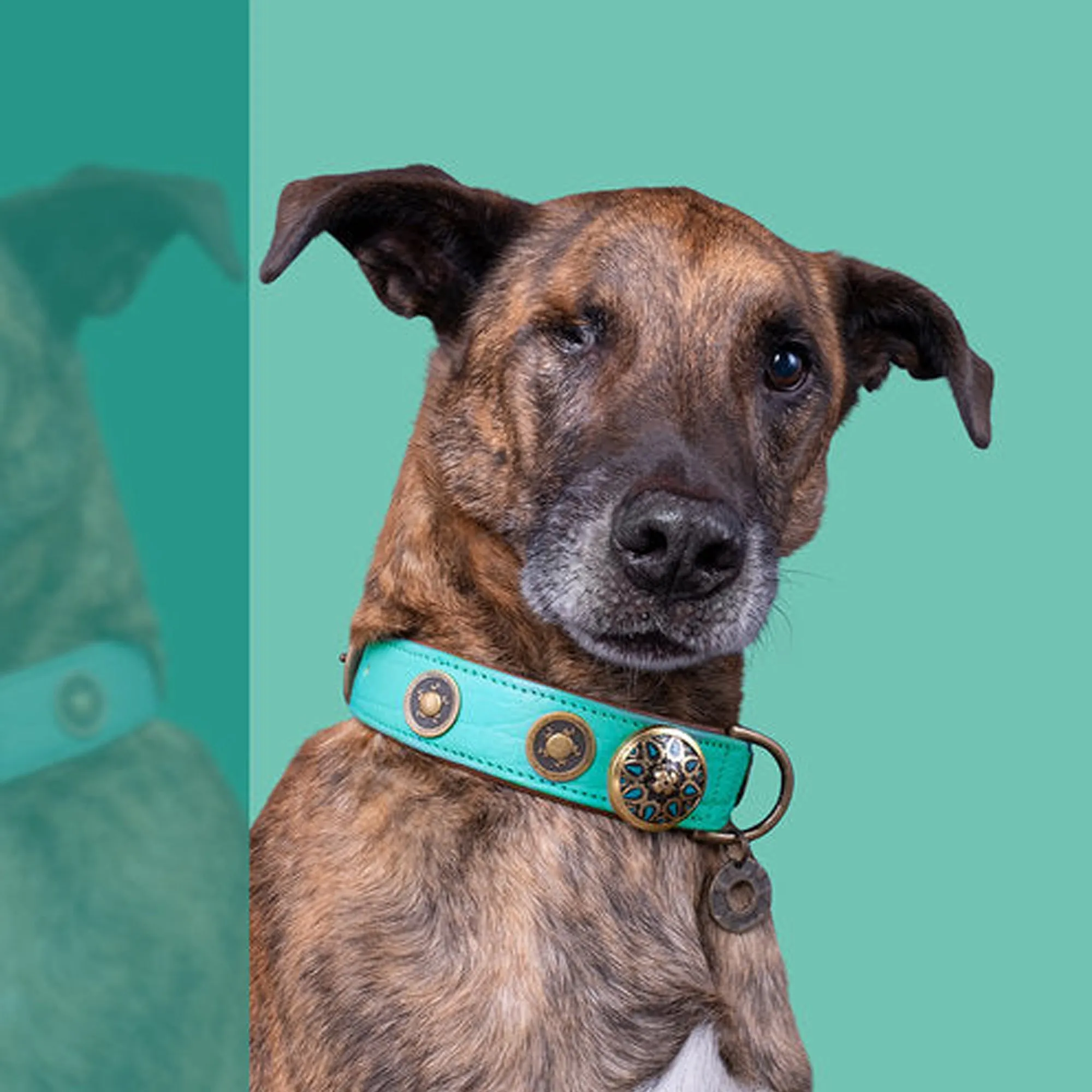 Leather Turquoise Rebel Dog Collar - Dog with a Mission