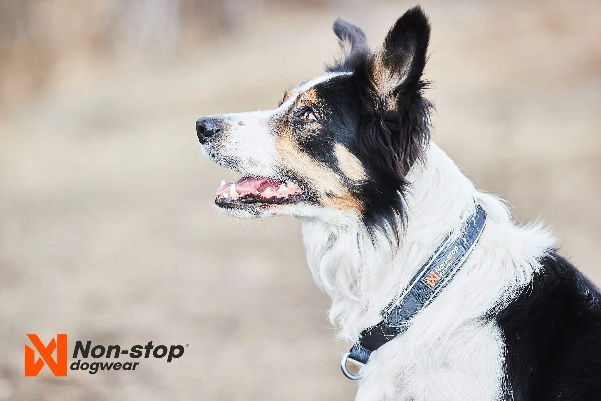 Non-stop - Cruise Collar